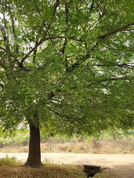 Güneşli bir günde bir ağaç 