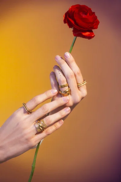 woman hand wearing jewelry, holding a red flower