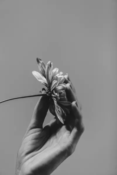 hands holding flower black and wihte
