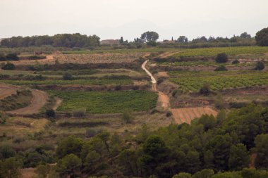 Spain, grapes, bushes - typicla Spanish landscape, soil burned by sun