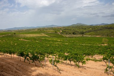 Spain, grapes, bushes, mountains range, sky