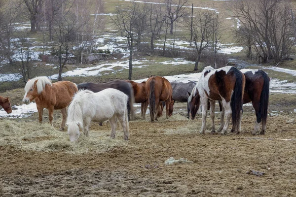Horses on pasture in countryside, multiple animals, different colours