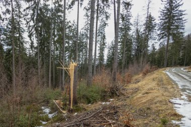 Şiddetli rüzgar (kasırga) sonucu ormandaki kırık ağaç. Orman, gün, kış. Forest Yolu. İklim değişikliği. Güzel bir ağacın gövdesi bir dondurma çubuğu gibi kırılmış..