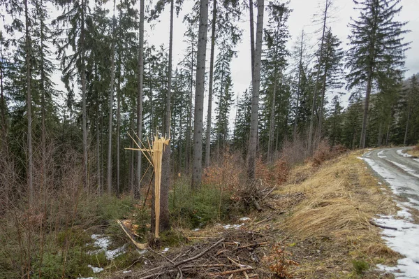 Şiddetli rüzgar (kasırga) sonucu ormandaki kırık ağaç. Orman, gün, kış. Forest Yolu. İklim değişikliği. Güzel bir ağacın gövdesi bir dondurma çubuğu gibi kırılmış..