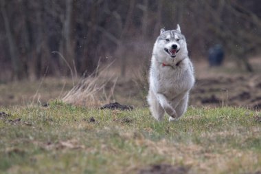 Sibirya köpeği hareket halinde. Kış, gündüz, dışarıda kimse yok..