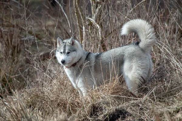 Sibirischer Husky Hund Bewegung Winter Tag Keine Menschen Draußen — Stockfoto