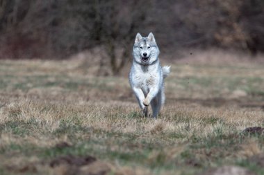 Sibirya köpeği hareket halinde. Kış, gündüz, dışarıda kimse yok..