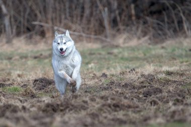 Sibirya köpeği hareket halinde. Kış, gündüz, dışarıda kimse yok..