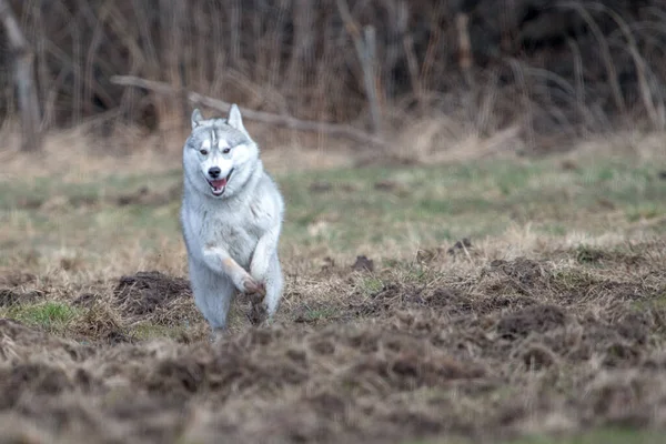 Siberian Husky Dog Motion Winter Day People Outdoor — Stock Photo, Image
