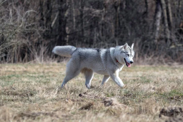 Den Sibiriska Huskyhunden Rörelse Vinter Dag Inga Människor Utomhus — Stockfoto