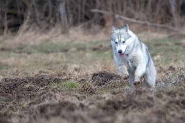 Sibirya köpeği hareket halinde. Kış, gündüz, dışarıda kimse yok..