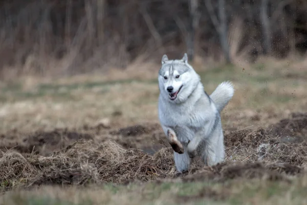 Sibirischer Husky Hund Bewegung Winter Tag Keine Menschen Draußen — Stockfoto