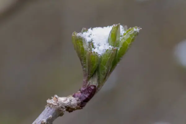 Bahar Bitki Tomurcukları Karla Serpiştirilmiş Çiçekler Mart Sonunda Orta Avrupa — Stok fotoğraf