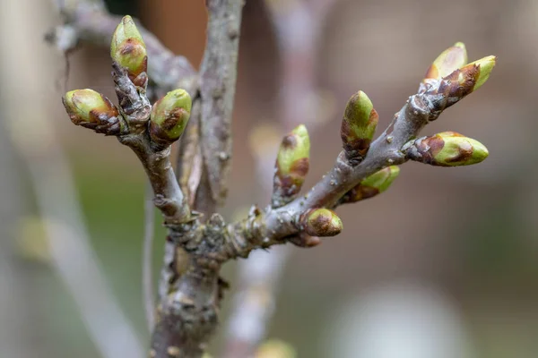 三月底的时候中欧 植物在冬天休息后醒来 — 图库照片
