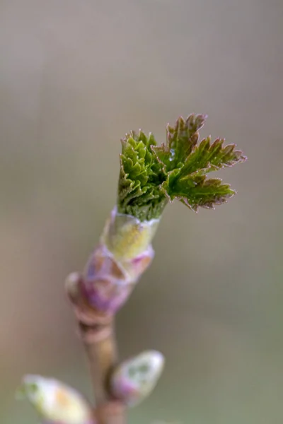 植物の芽 3月末 中央ヨーロッパ 植物は冬の休息の後に目覚めます — ストック写真