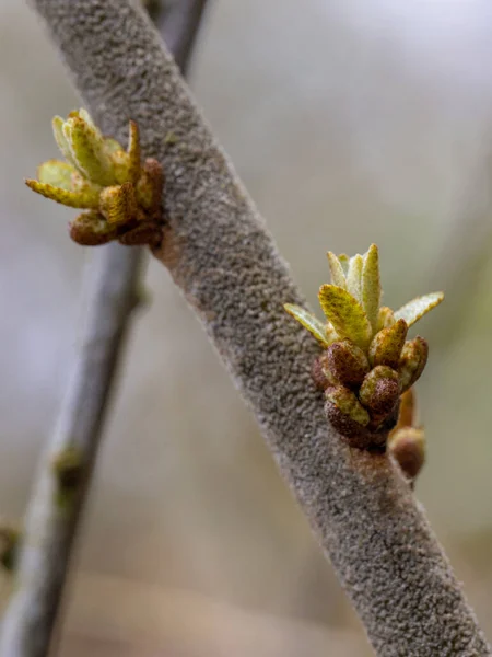 Bahar Bitki Tomurcukları Çiçekler Mart Sonunda Orta Avrupa Bitkiler Kış — Stok fotoğraf