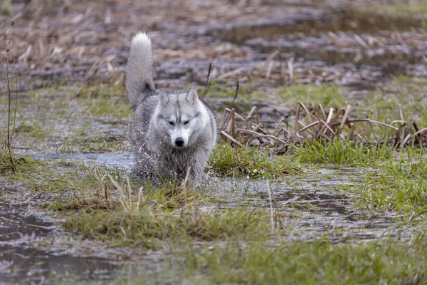Husky Siberian Perro Lobo Jugando Agua Mientras Mueve Día Invierno — Foto de Stock