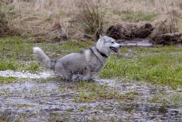 Husky Siberische Hond Wolf Spelen Het Water Tijdens Het Bewegen — Stockfoto