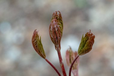 Bahar, bitki tomurcukları, karla serpiştirilmiş çiçekler. Nisan 'ın sonunda. Orta Avrupa. Bitkiler kış uykusundan sonra uyanır. İyi günler. Gün ışığı.