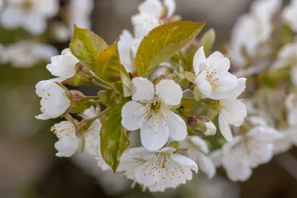 stock image Apple blossoms. Without people. Daylight.flower