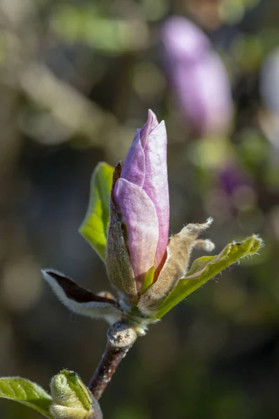 Manolya Manolya Çiçeği Baharda Bahçe Kıştan Sonra Bitki Örtüsünün Uyanması — Stok fotoğraf