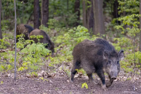 Wildschweine Rehe Wälder Bäume Tag — Stockfoto