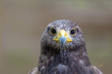 Bir yırtıcı, Meksikalı bir kuş.