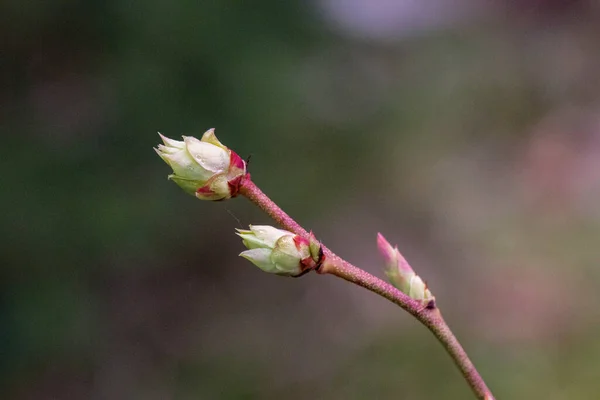Brotes Plantas Primavera —  Fotos de Stock