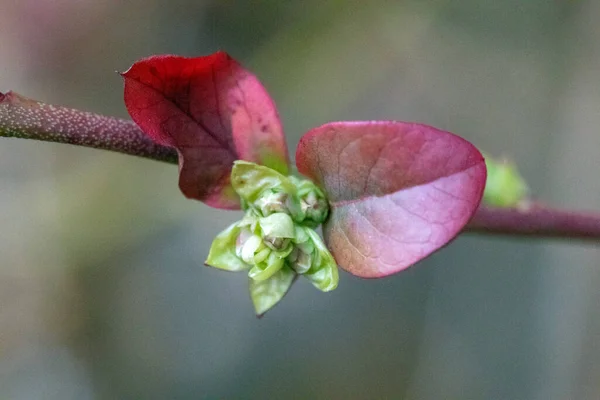 Lkbaharda Bitki Tomurcukları — Stok fotoğraf