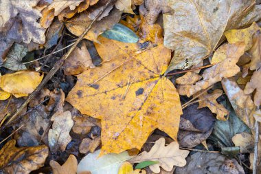 Sonbahar ormanı, sarı ve kahverengi renkler, yapraklar ve mantarlar, va