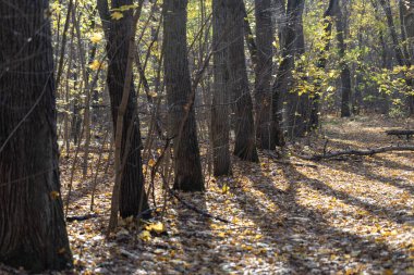 Sonbahar ormanı, sarı ve kahverengi renkler, yapraklar ve mantarlar, va