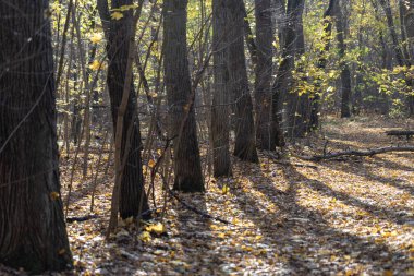 Sonbahar ormanı, sarı ve kahverengi renkler, yapraklar ve mantarlar, va