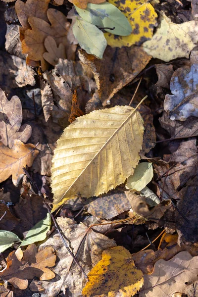 stock image Autumn forest, yellow and brown colors, leaves and mushrooms, wa