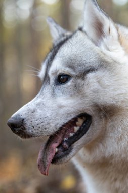 Sonbahar ormanı, sarı ve kahverengi renkler, yapraklar ve mantarlar, va