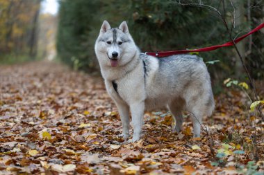 Sonbahar ormanı, sarı ve kahverengi renkler, yapraklar ve mantarlar, va