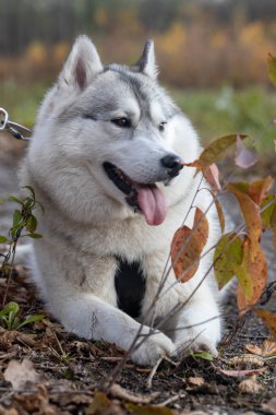 Sibirya Husky köpeği, evcil hayvan ve Avrupa sonbahar manzarası, Kasım ayında güneşli bir gün, açık ve iç orman, sarı ve kahverengi ağaçlar, yapraklar