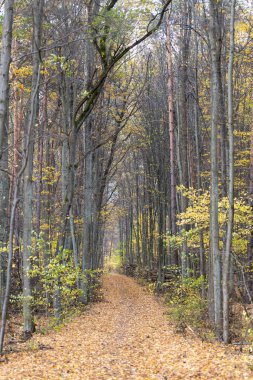 Renkli yapraklarla kaplı orman yolu, yeşil yaprakları olmayan ağaçlar, Avrupa sonbahar manzarası, Kasım ayında güneşli bir gün, açık ve iç orman, sarı ve kahverengi ağaçlar, yapraklar ve mantarlar