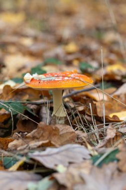 Mantarlar, mantar dışkısı, Amanita pantherina, Amanitaceae, Avrupa sonbahar manzarası, Kasım ayında güneşli bir gün, açık ve iç orman, sarı ve kahverengi ağaçlar, yapraklar,