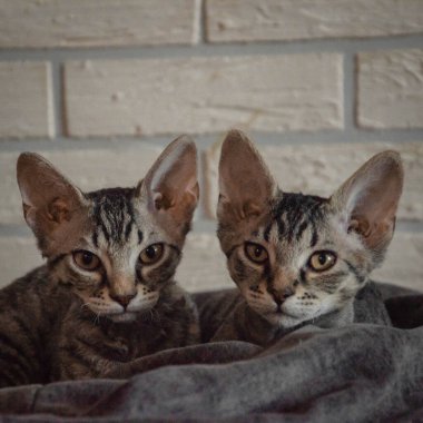 İki sevimli kaplumbağa kabuklu kedi yavrusunun yakın plan portresi