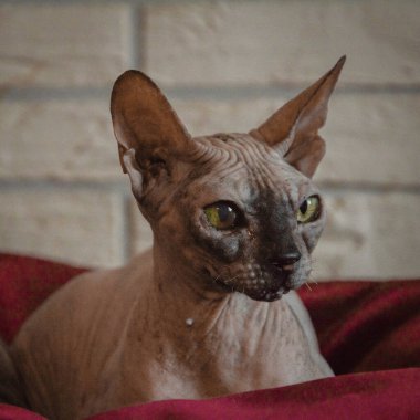 gri bir arka plan üzerinde güzel bir kedi portresi