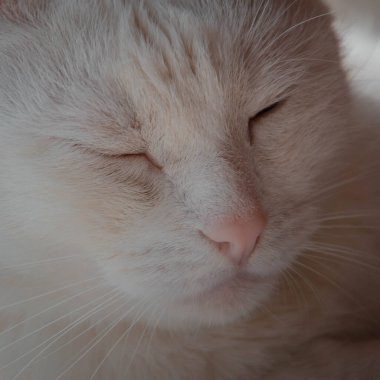 beyaz kedi (Türkçe angora) portresi