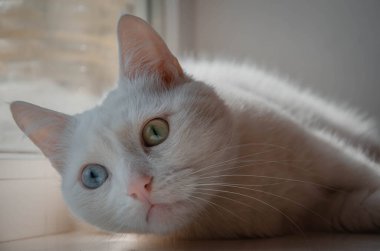 beyaz kedi (Türkçe angora) portresi