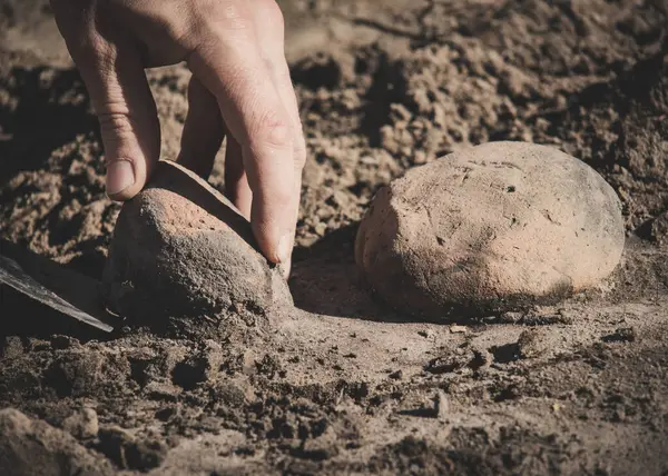 Ukrayna arkeolojik kazı alanında bir Tunç Çağı eseri bulundu.