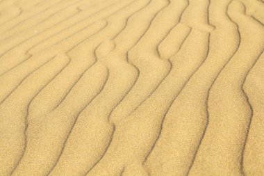 Beautiful texture of the Dunes of the Desert of Maspalomas, Gran Canaria.