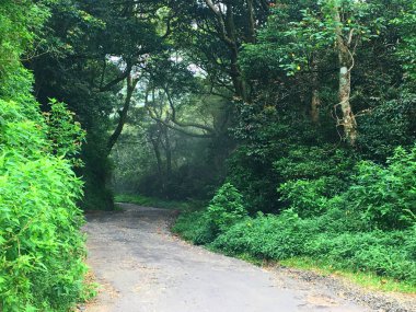 green trees in the forest of knuckles in sri lanka