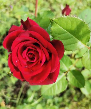 beautiful pink roses in the garden in the park