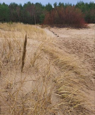 beautiful landscape of steppe dunes by the Baltic Sea