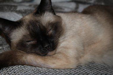 cat sleeping on bed in living room