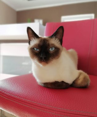 a portrait of a fluffy cat on its throne at the front of the room