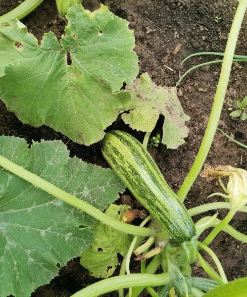 fresh courgette growing in the garden at home